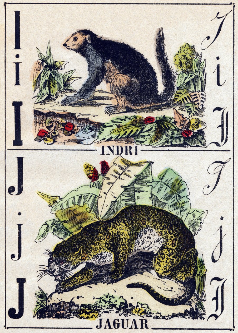 Letter I Indri (Lemurien); J Jaguar. Engraving in “” Alphabet des animaux sauvages””. 9th Serie. Imagery of Epinal, Pellerin, printer-publisher, circa 1870. Engravings on wood, stencilled. 16 pages. Dim: 20 x 15 cm. Private Collection 作者 法语学校