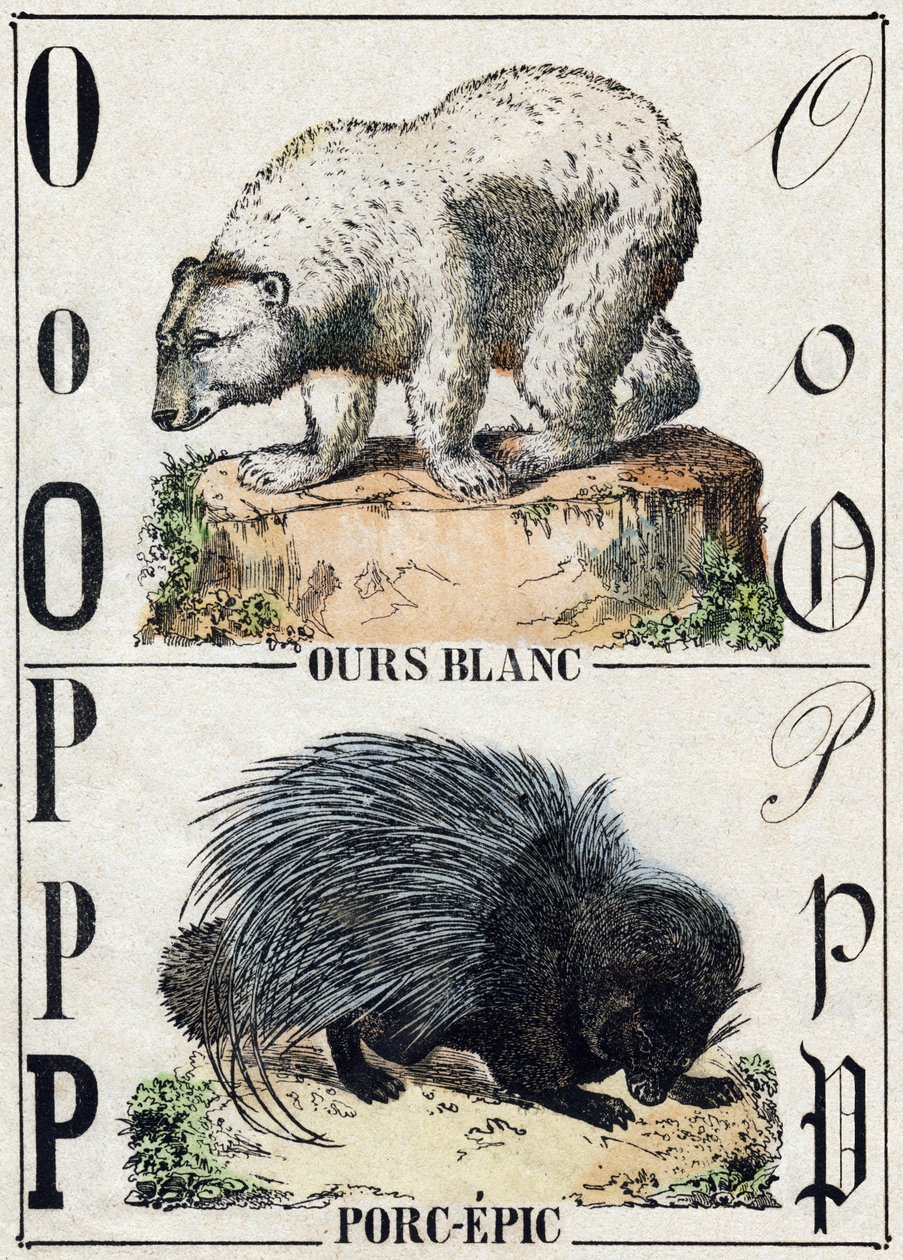 Letter O Bear; P Pork-epic (Pig epic). Engraving in “” Alphabet des animaux sauvages””. 9th Serie. Imagery of Epinal, Pellerin, printer-publisher, circa 1870. Engravings on wood, stencilled. 16 pages. Dim: 20 x 15 cm. Private Collection 作者 法语学校