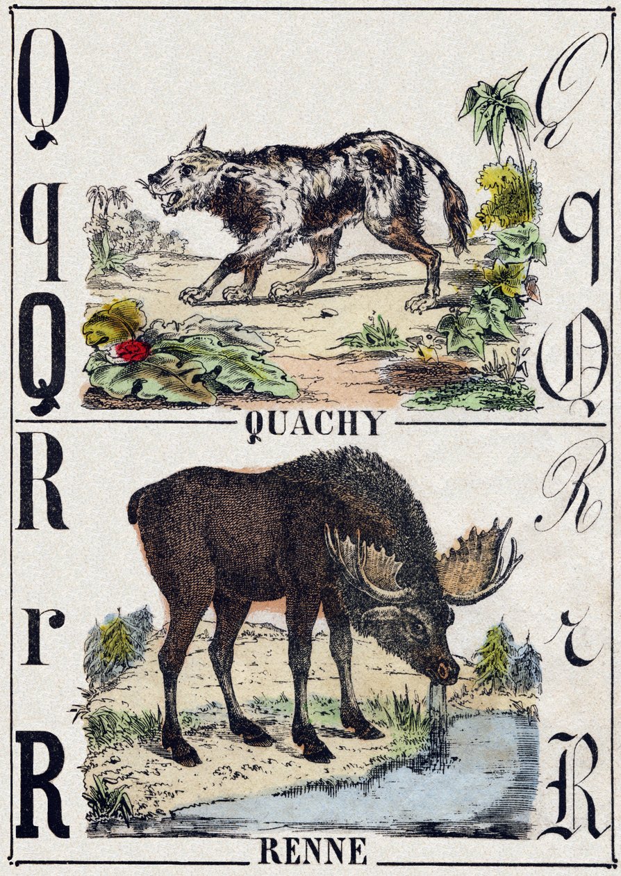 字母 Q Quachy（南美狮子狗）； R 驯鹿。 雕刻在“”Alphabet des animaux sauvages””。 第 9 个系列。 埃皮纳勒 (Epinal)、佩勒林 (Pellerin) 的图像，大约 1870 年。木版画，钢印。 16 页。 昏暗：20 x 15 厘米。 私人收藏 作者 法语学校