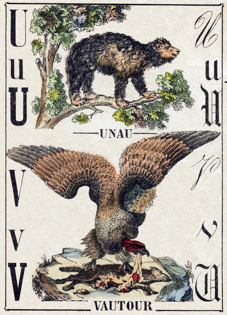 字母U Unau（懒惰）；V 秃鹫。雕刻在 "Alphabet des animaux sauvages "中。第9辑。埃皮纳尔的意象，Pellerin，印刷商-出版商，约1870年。木头上的雕刻，钢印。16页。尺寸：20 x 15厘米。私人收藏 作者 法语学校