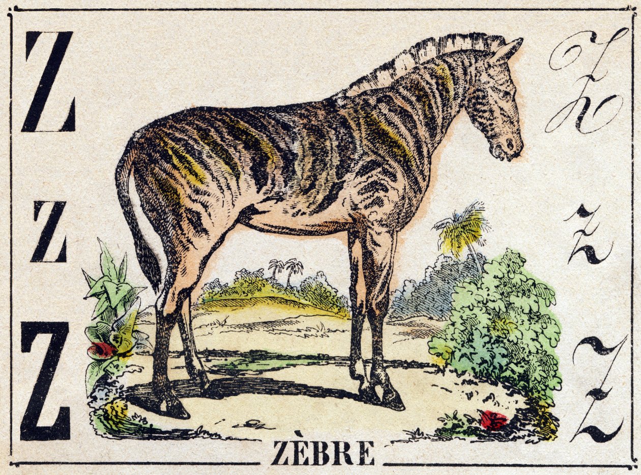 字母 Z Zebre。 雕刻在“”Alphabet des animaux sauvages””。 第 9 个系列。 埃皮纳勒 (Epinal)、佩勒林 (Pellerin) 的图像，大约 1870 年。木版画，钢印。 16 页。 昏暗：20 x 15 厘米。 私人收藏 作者 法语学校