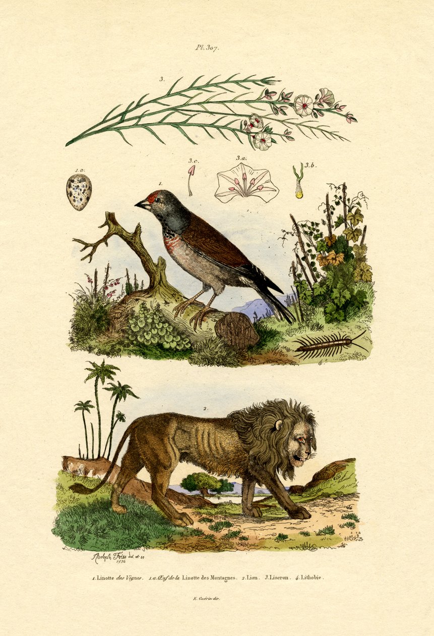 Linnet，1833-39 作者 法语学校