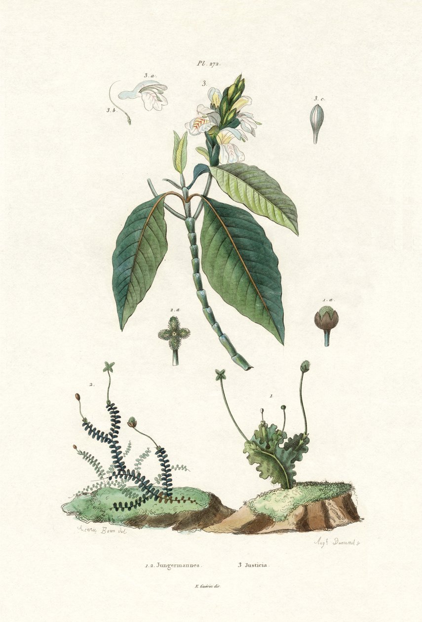 地钱，1833-39 作者 法语学校
