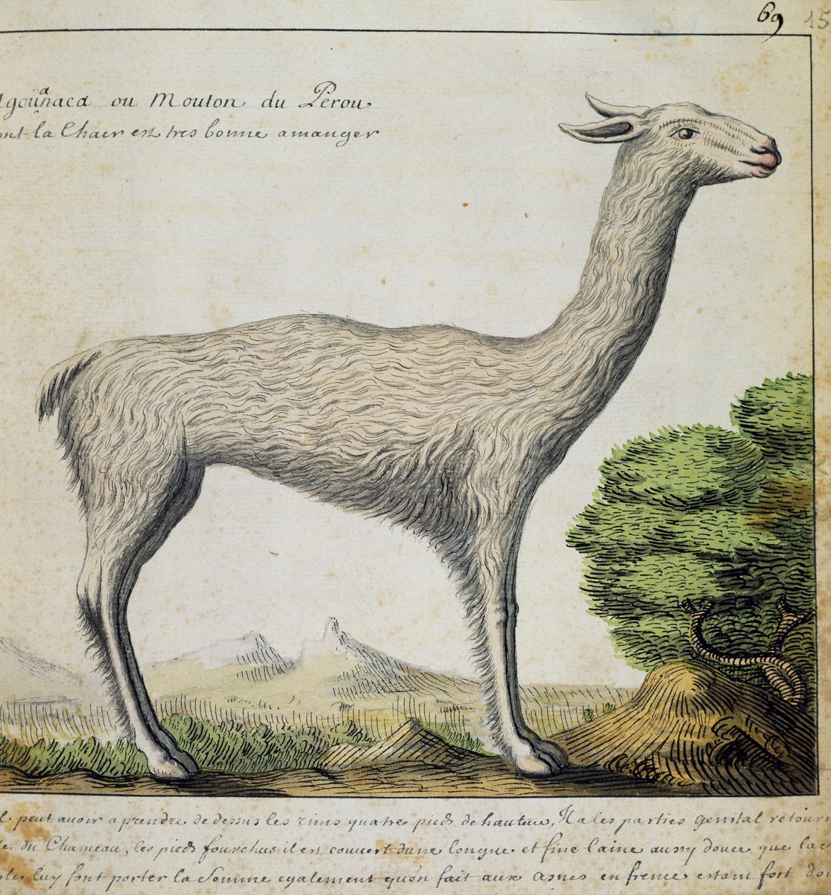 美洲驼，秘鲁，出自 Jacques Gouin de Beauchesne (1652-1730) 航海日志的水彩画 作者 法语学校