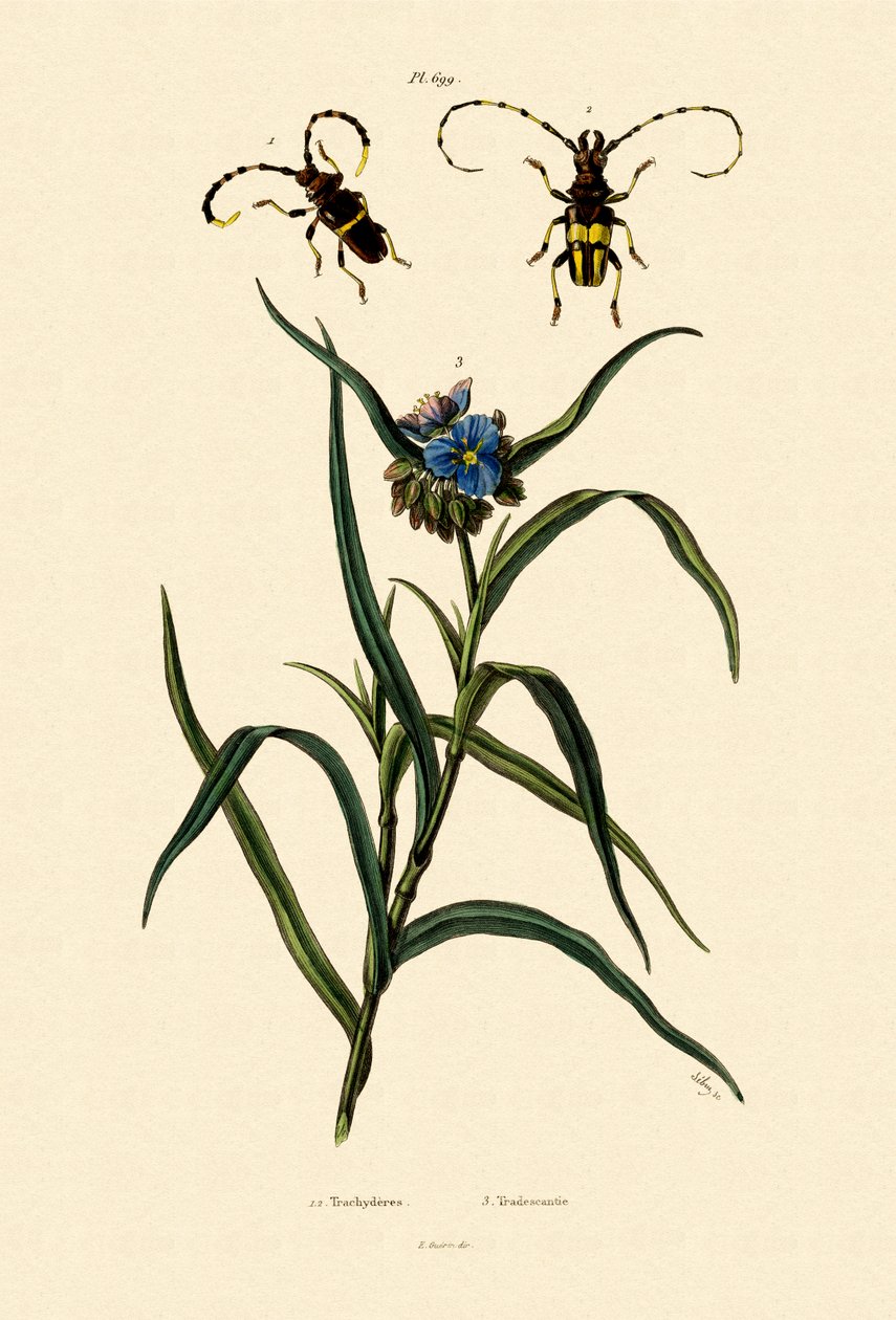 Longhorn Beetles，1833-39 作者 法语学校