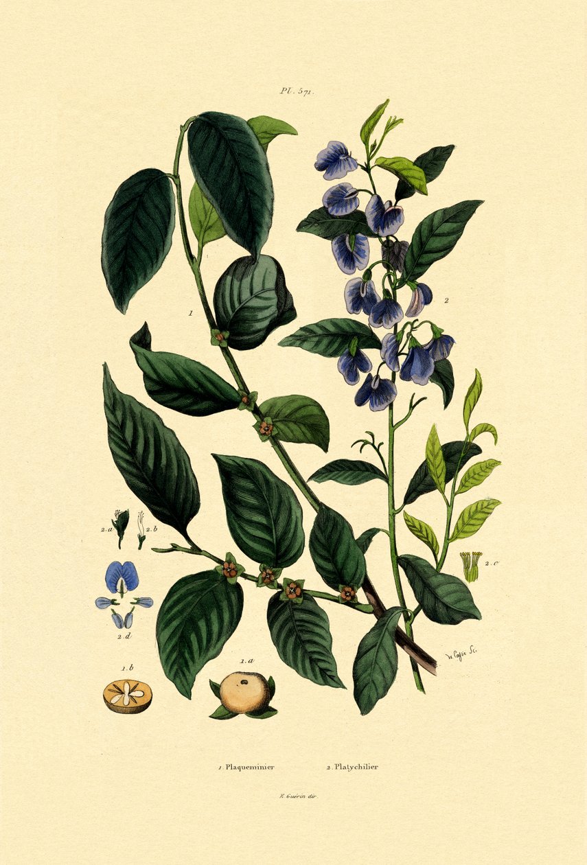 莲花梅花，1833-39 作者 法语学校