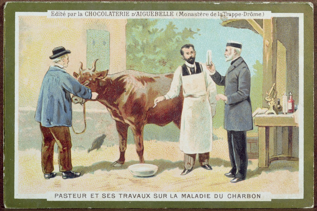 Louis Pasteur（1822-95）调查炭疽病，来自Chocolaterie dAiguebelle的广告卡 作者 法语学校