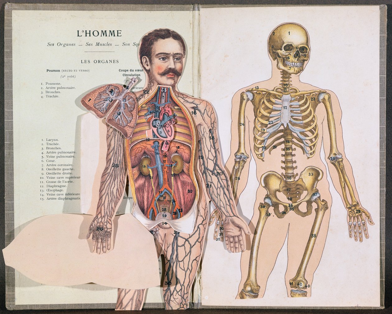 男人，他的器官，他的肌肉和他的骨架，来自Lelievre博士的Anatomie Elementaire 作者 法语学校