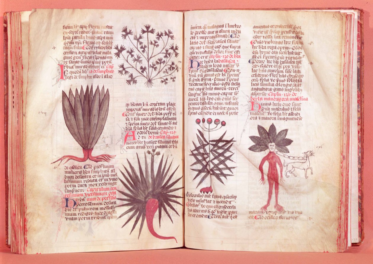 Mandrake，来自Dioscorides的条约（公元40-c.90） 作者 法语学校