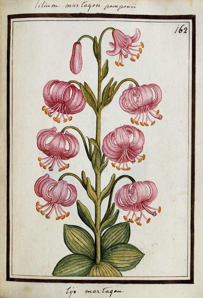 玛塔贡·莉莉（Martagon Lily），约1700年 作者 法语学校