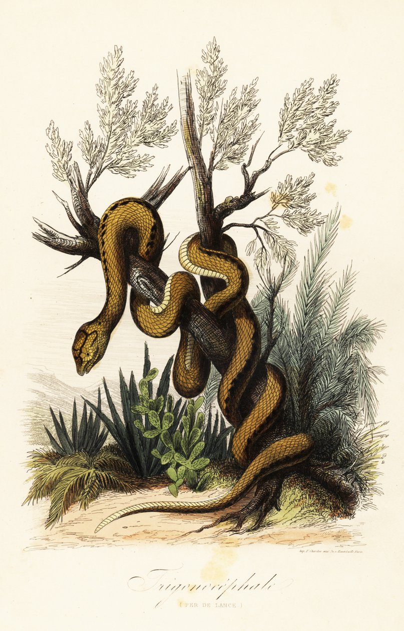 Martinique pit viper, Bothrops lanceolatus 作者 法语学校