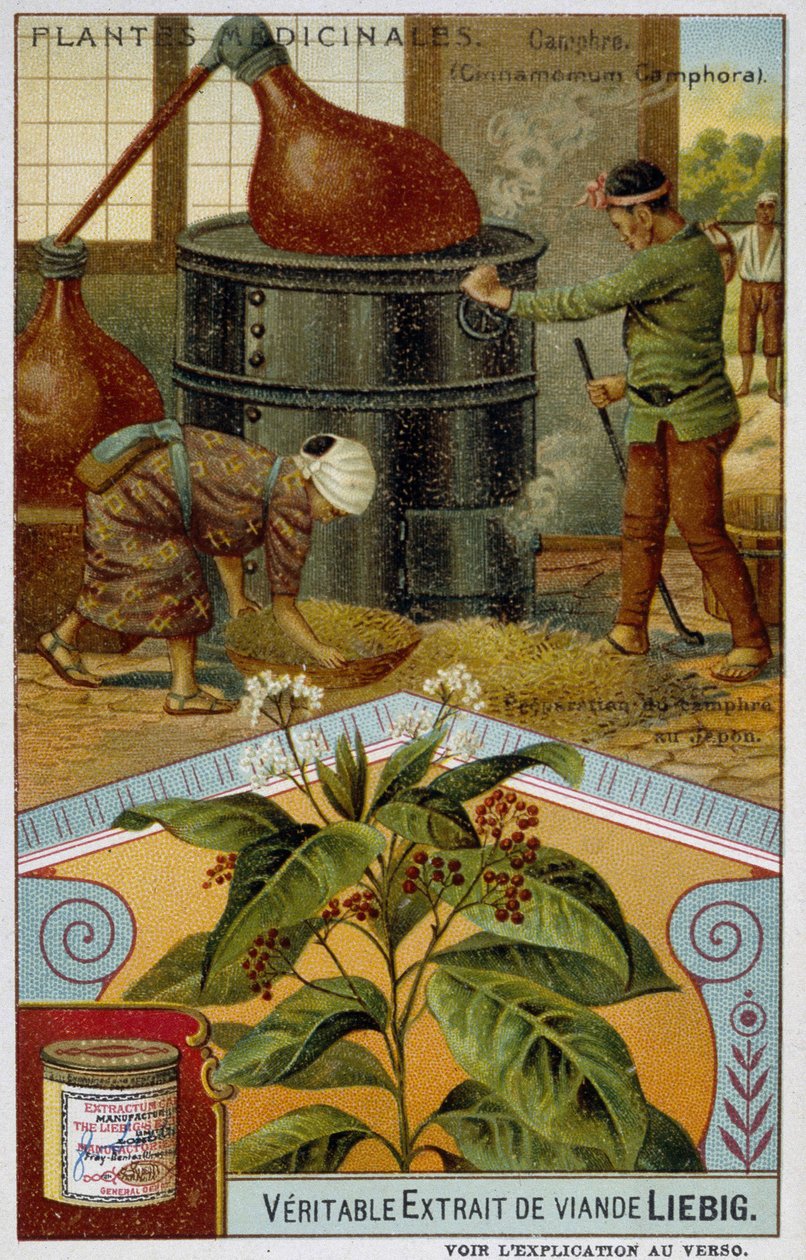 药用植物：樟脑；日本樟脑的制备 - Chromo Liébig, v.1900 作者 法语学校