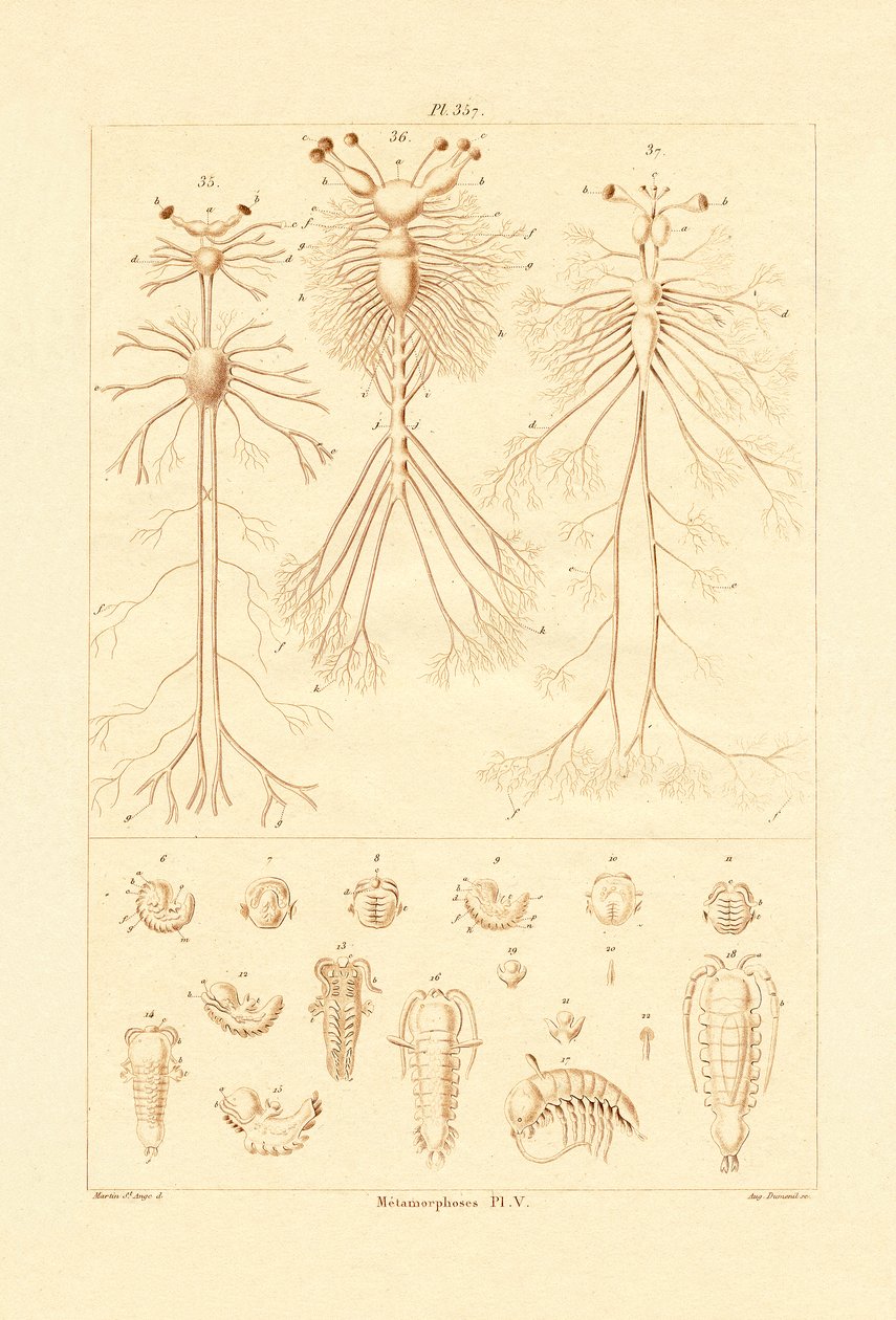 变态，1833-39 作者 法语学校