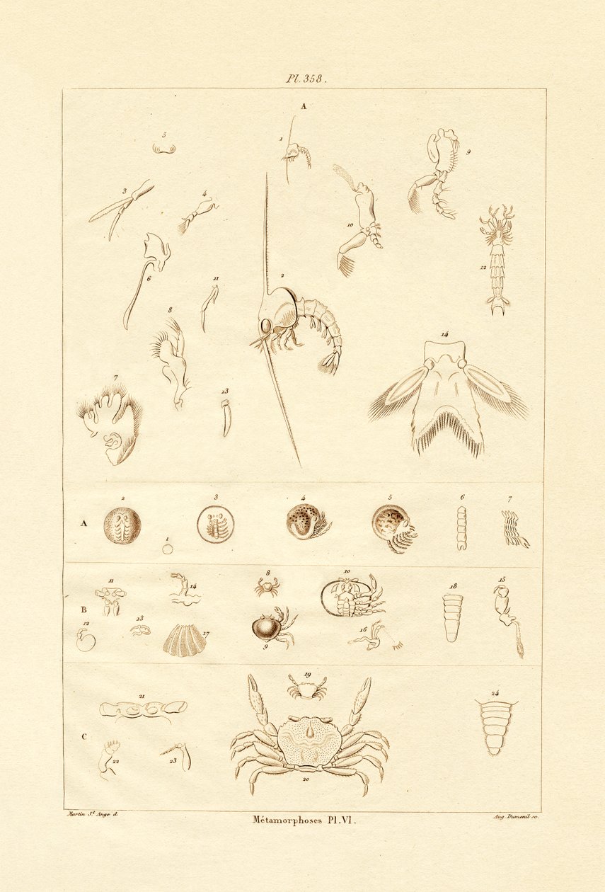 变态，1833-39 作者 法语学校