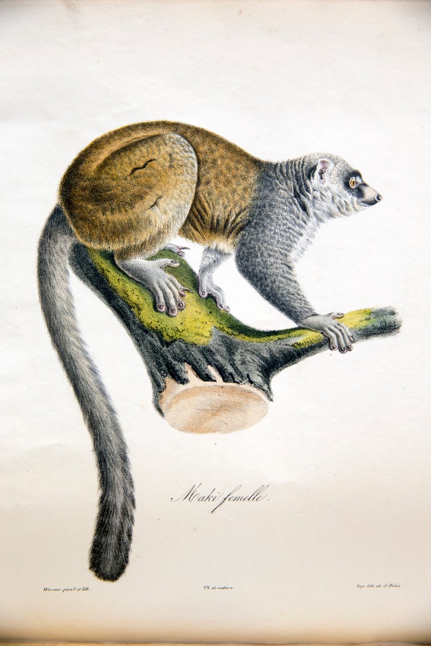 来自哺乳动物自然史的猫鼬狐猴，原始人物，ÉtienneGeoffroySaint-Hilaire和FrédéricCuvier，1824-42 作者 法语学校