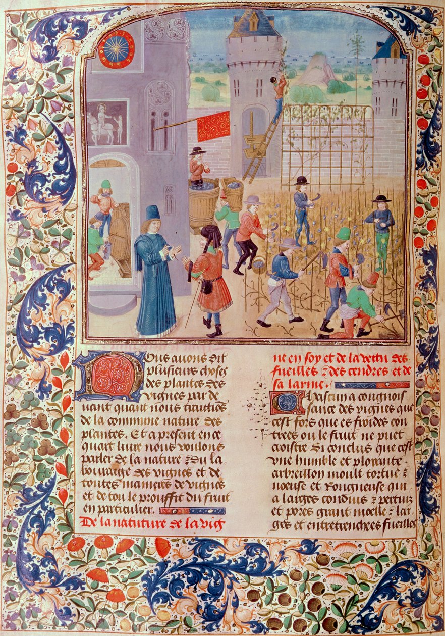 5064 fol.68v女士在葡萄园工作，来自Pietro de Crescenzi的Livre des Prouffitz Champestres（1230-1321） 作者 法语学校