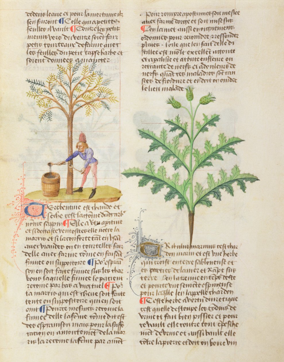 女士不同的中草药Dioscorides，fol.165r攻丝扭动 作者 法语学校
