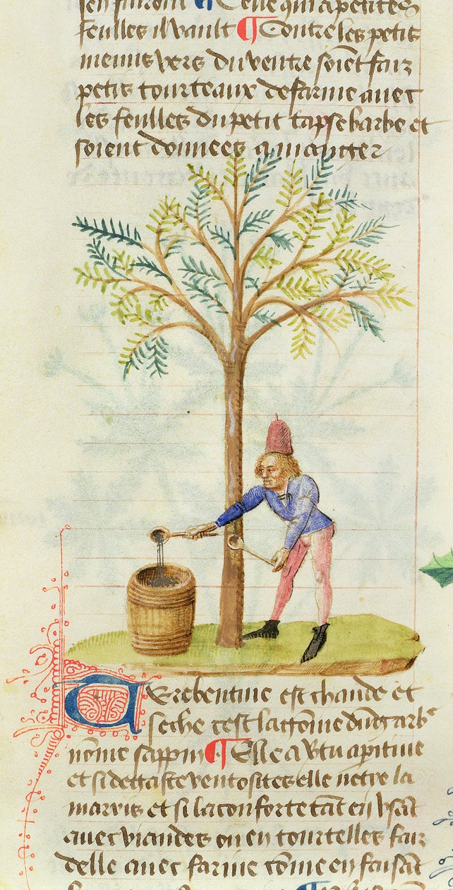 Ms Est 28 M.5.9 fol.165r Pedanius Dioscorides从Grand Herbier收集松节油（公元40  -  90年） 作者 法语学校