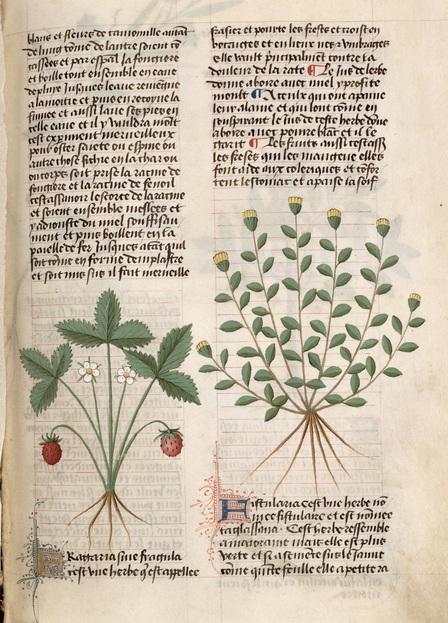 Est 28 M 5.9 fol.75r草莓植物，来自Pedanius Dioscorides的“Grand Herbier”（公元40  -  90年） 作者 法语学校
