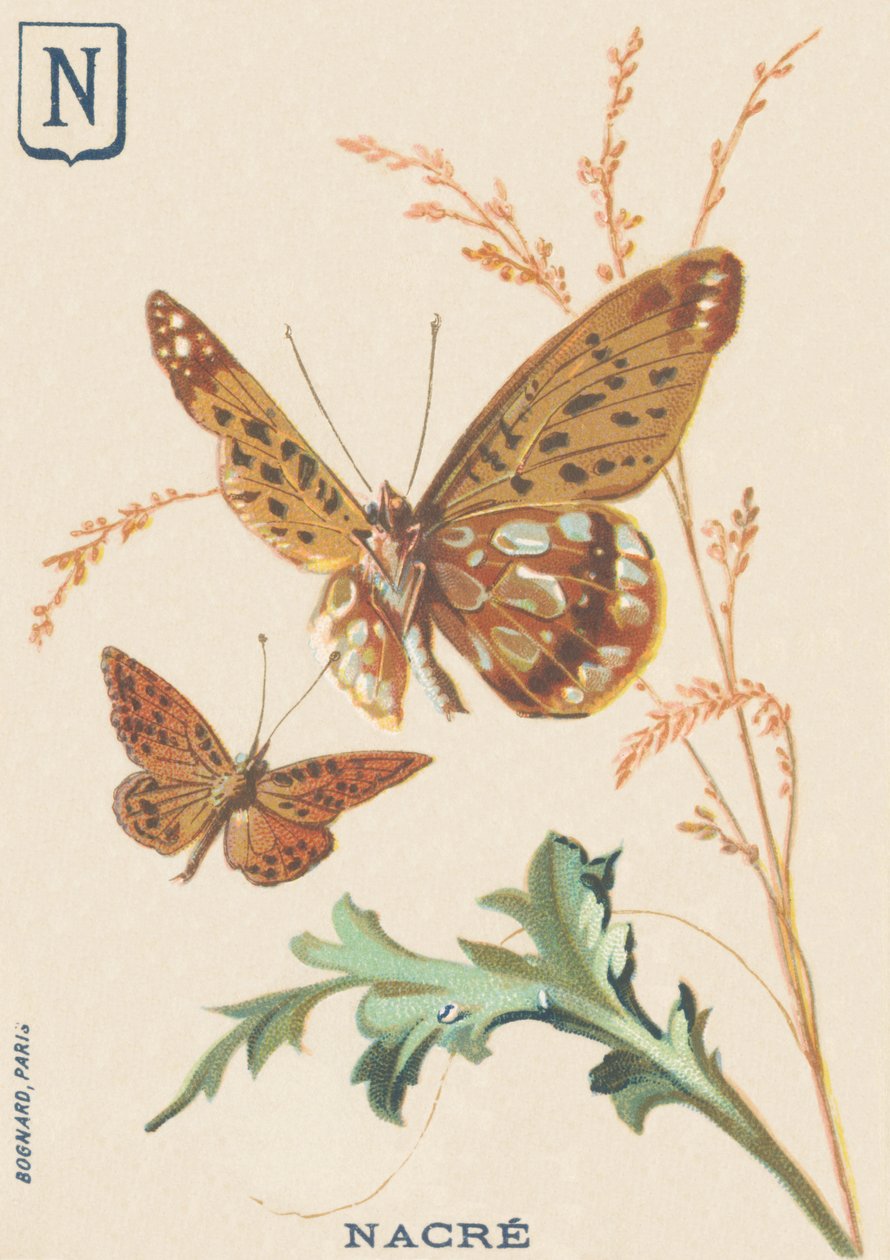 N：珍珠母（Fabriciana adippe或大珍珠母）。 作者 法语学校