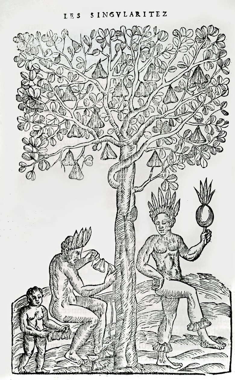 娜娜逃离，药用植物，来自法国南极洲奇点的插图，作者：Andre de Thevet，1558 作者 法语学校
