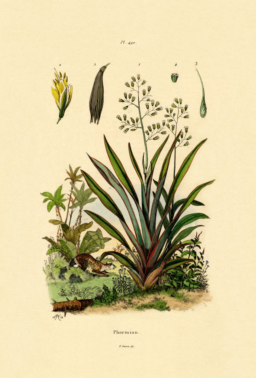 新西兰亚麻，1833-39 作者 法语学校