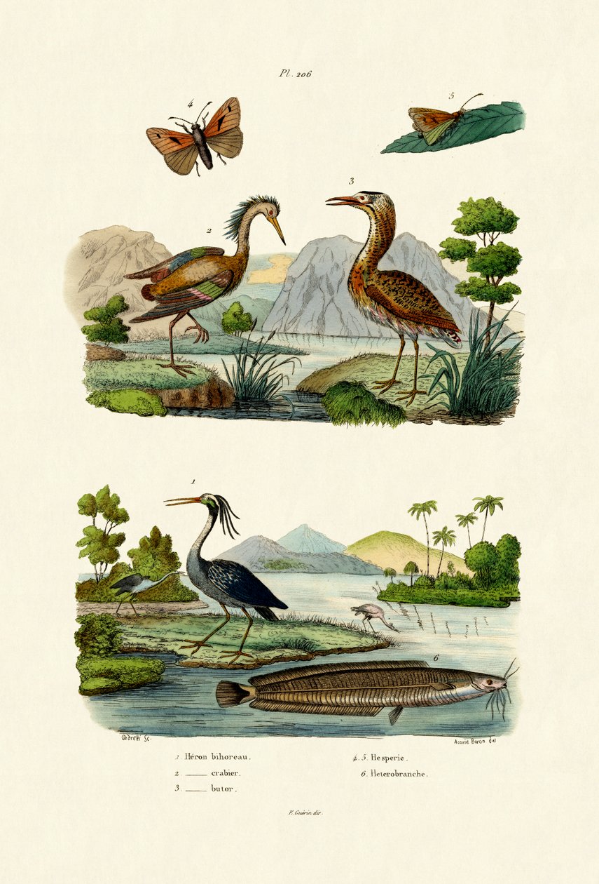 夜鹭，1833-39 作者 法语学校