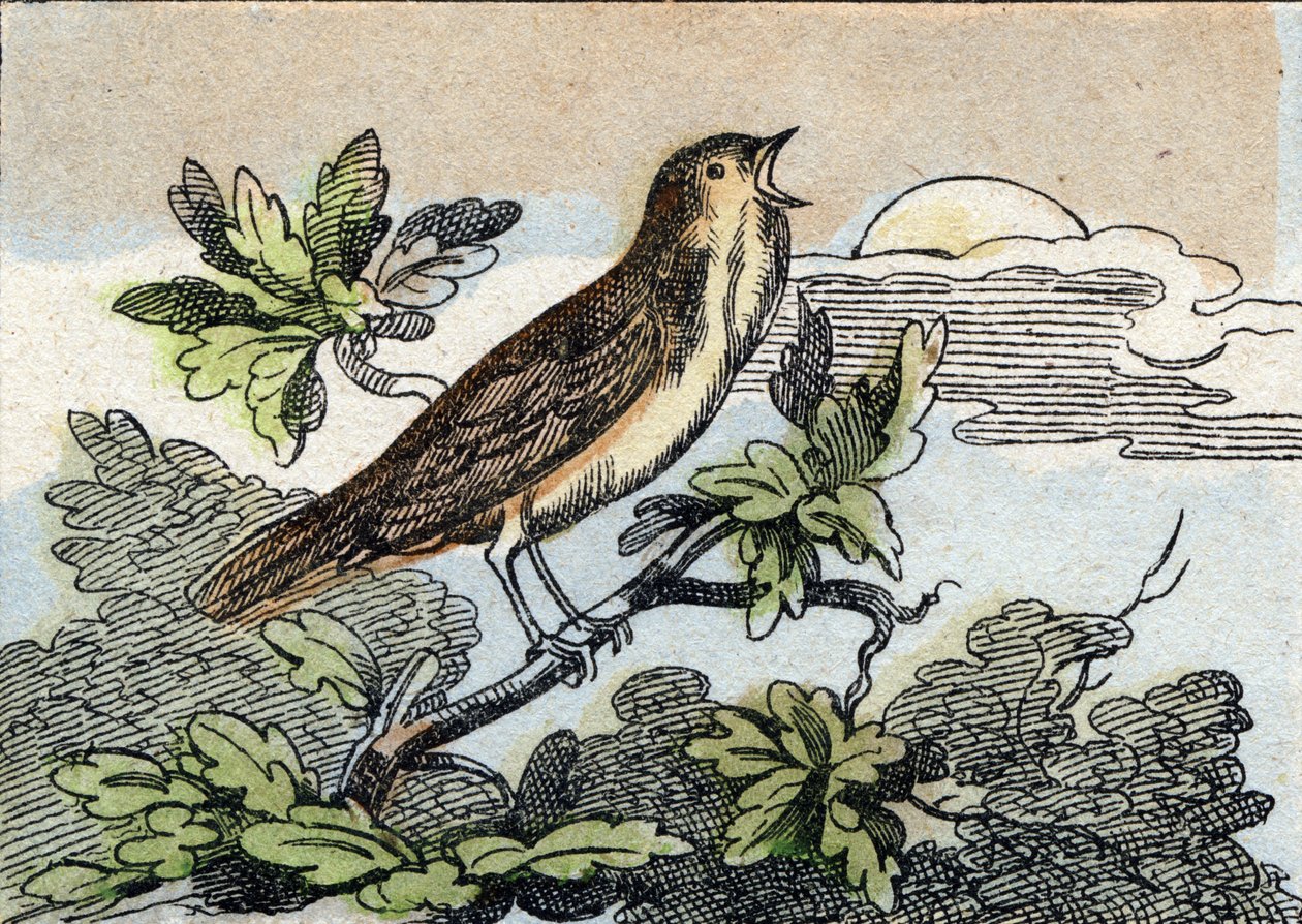 夜莺。 雕刻在“Buffon Alphabet des Oiseaux n 1”。 3rd Serie N 1. Epinal, Epinal, 19 世纪后期的成像。 16 页。 尺寸：28x21cm 作者 法语学校
