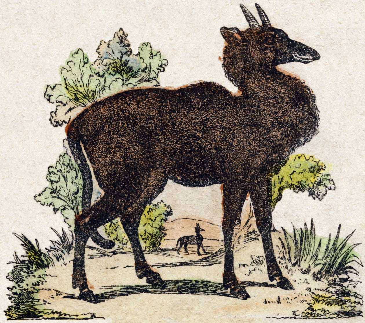 Nyl-ghau (Nyl ghau, Indian animal). Engraving in “” Alphabet des animaux sauvages””. 9th Serie. Imagery of Epinal, Pellerin, printer-publisher, circa 1870. Engravings on wood, stencilled. 16 pages. Dim: 20 x 15 cm. Private Collection 作者 法语学校