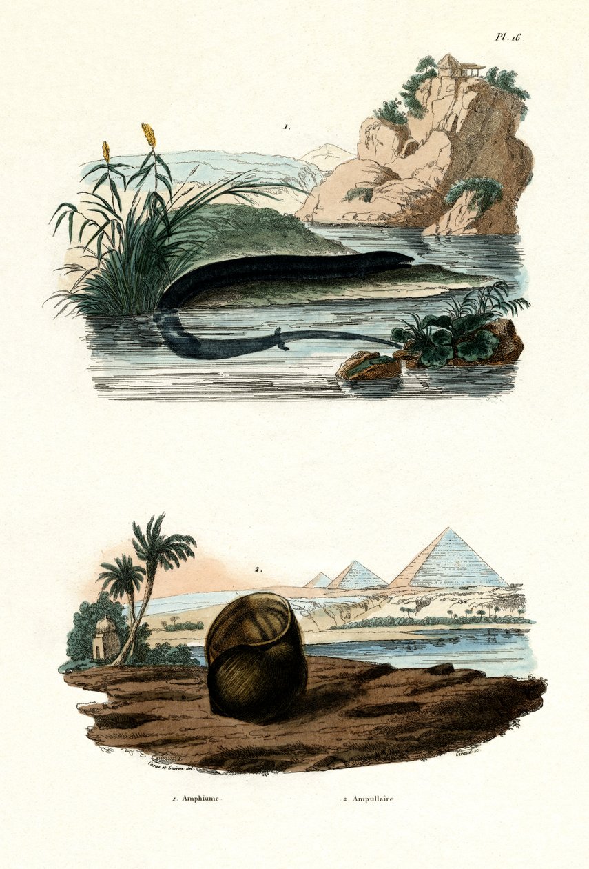 单趾Amphiuma，1833-39 作者 法语学校