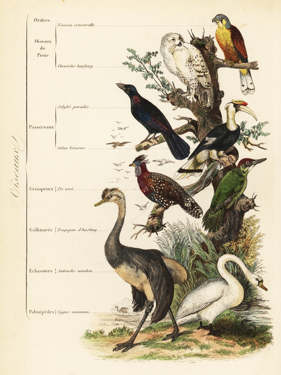 Orders of Birds: kestrel, Falco tinnunculus, vulnerable snowy owl, Bubo scandiacus, greater blue-eared starling, Lamprotornis chalybaeus, great hornbill, Buceros bicornis, European green woodpecker, Picus viridis, western tragopan, Tragopan melanocephalus, 作者 法语学校