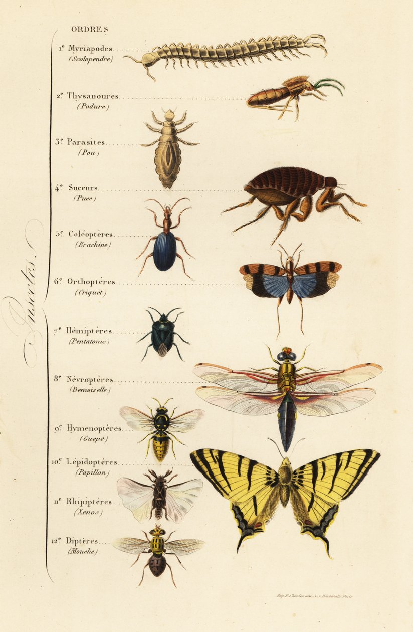 Orders of Insects 作者 法语学校