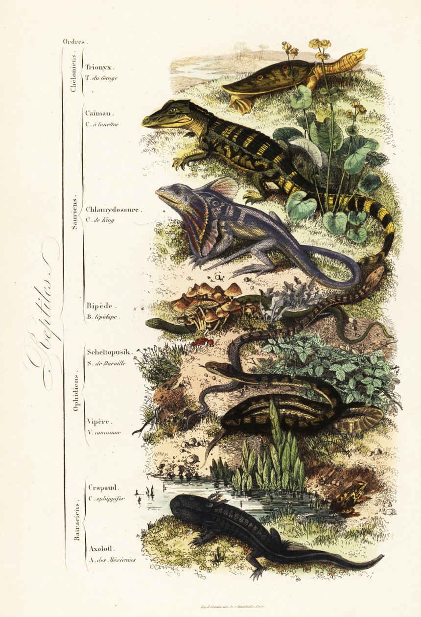 爬行动物目：脆弱的印度软壳龟、Nilssonia gangetica、眼镜凯门鳄、Caiman crocodilus、褶皱颈蜥、Chlamydosaurus kingii、普通鳞足、Pygopus lepidopudus、欧洲玻璃蜥蜴、Pseudopus apodus、普通毒蛇 作者 法语学校