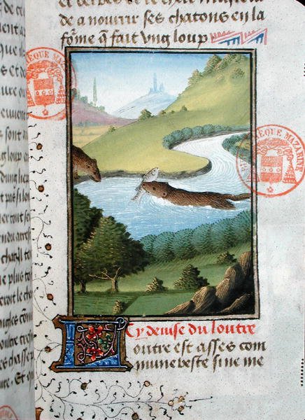 水獭捕鱼，摘自加斯顿-菲布斯-德-福克斯（1331-91）的Livre de la Chasse作品（牛皮纸）。 作者 法语学校