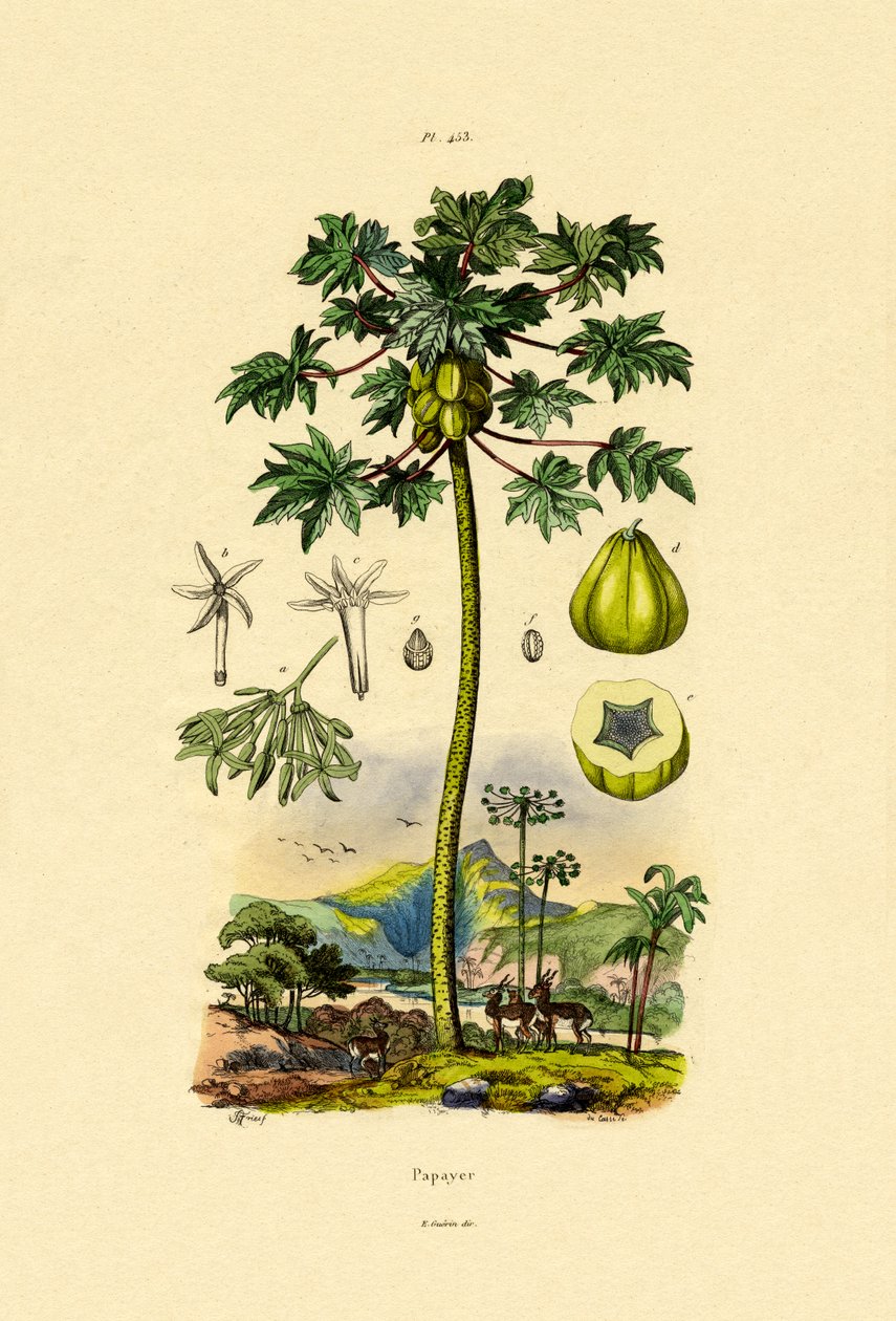 木瓜，1833-39 作者 法语学校