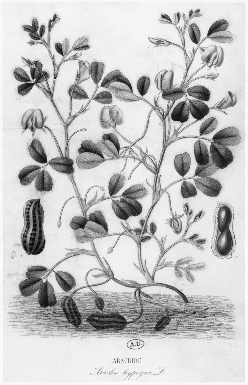 花生（Arachis hypogaea） 作者 法语学校