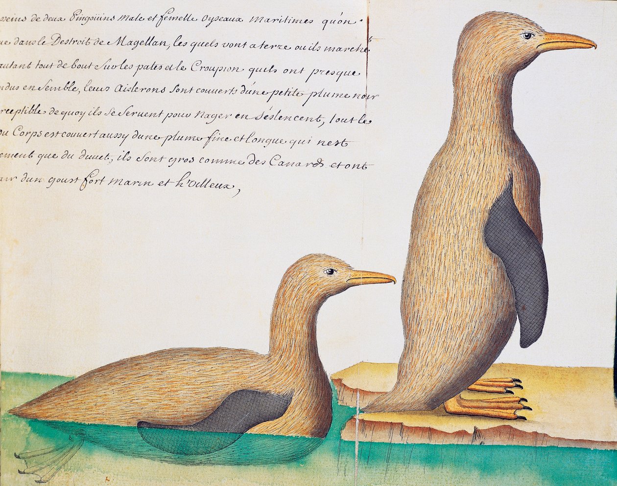 企鹅，麦哲伦海峡，Jacques Gouin de Beauchesne (1652-1730)的日志水彩画，他是1698年至1701年法国南海皇家公司的队长。 作者 法语学校