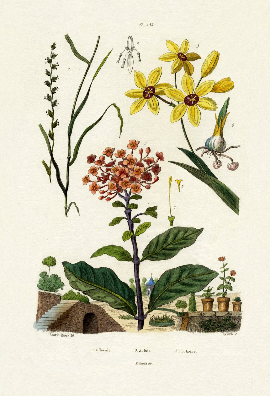 多年生黑麦草，1833-39 作者 法语学校