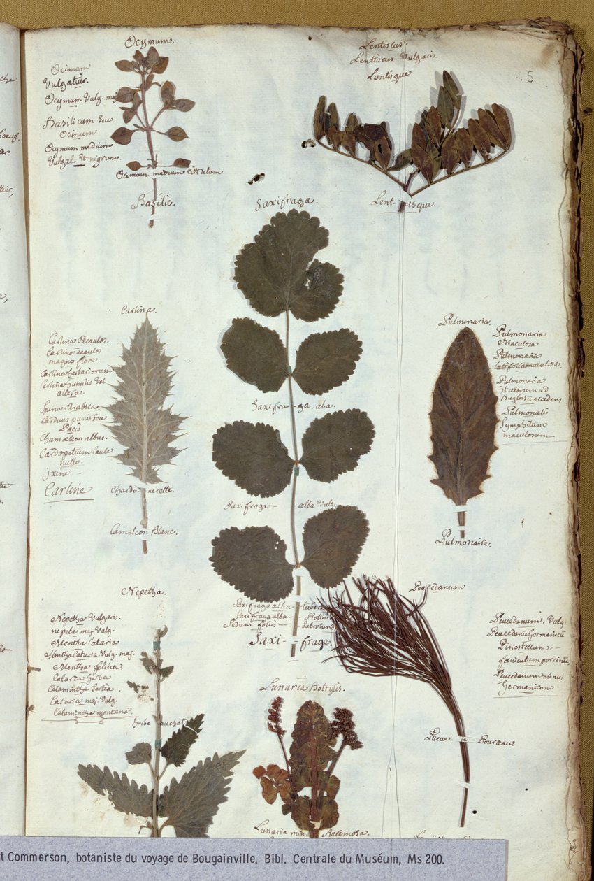 Philibert Commersons（1727-73）植物标本馆 作者 法语学校