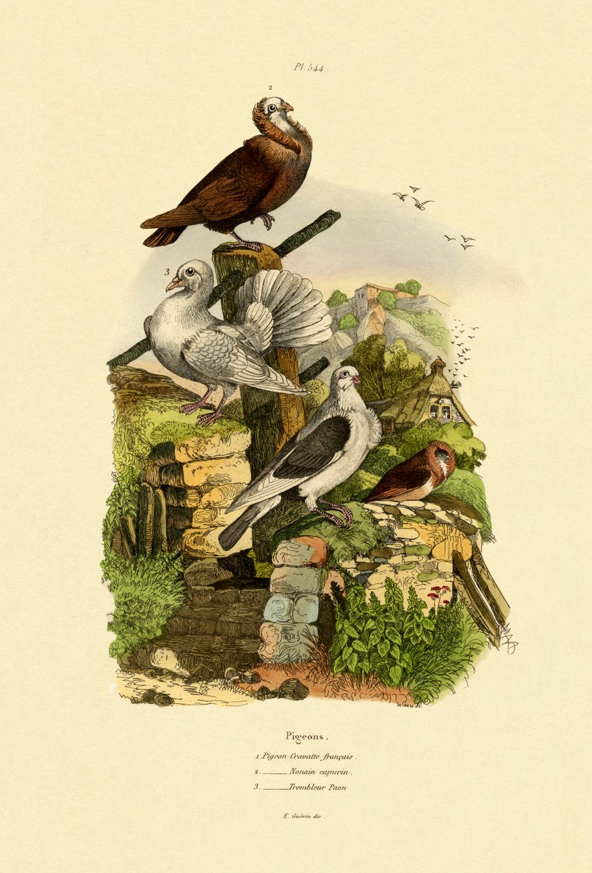 鸽子，1833-39 作者 法语学校
