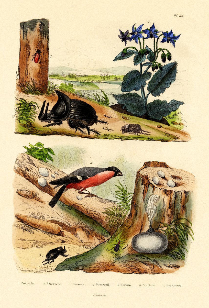 Pine Weevil，1833-39 作者 法语学校
