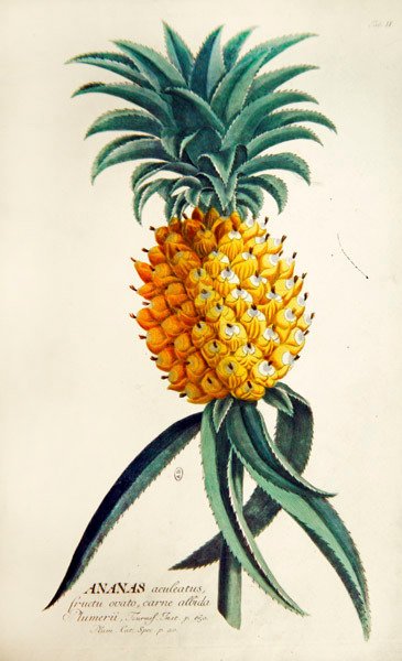 菠萝(彩色雕刻) 作者 法语学校