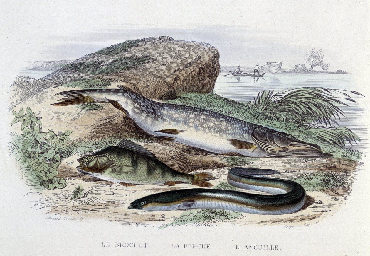 双鱼座：梭鱼、鲈鱼、鳗鱼——在 Lacépède 编着的“Natural History”中。 弗恩, 巴黎 作者 法语学校