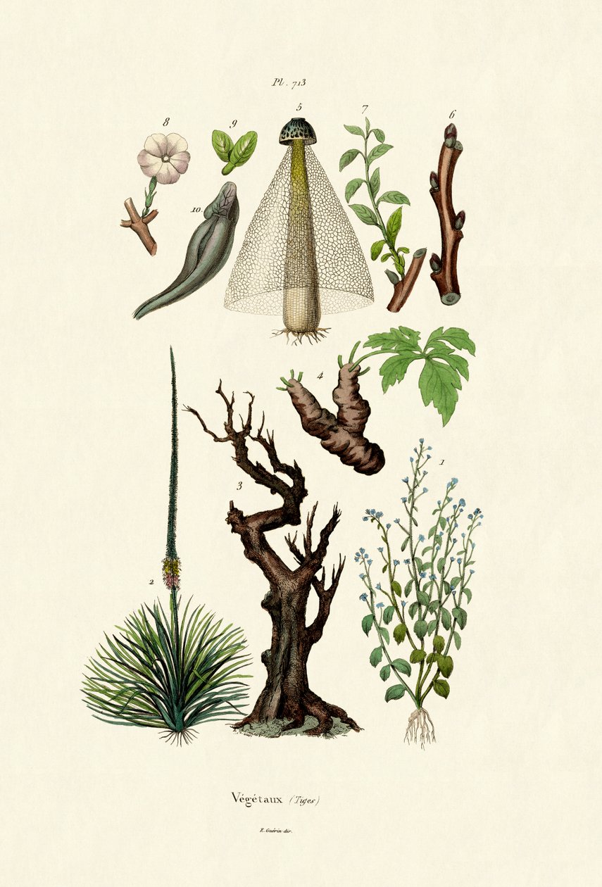 植物 作者 法语学校