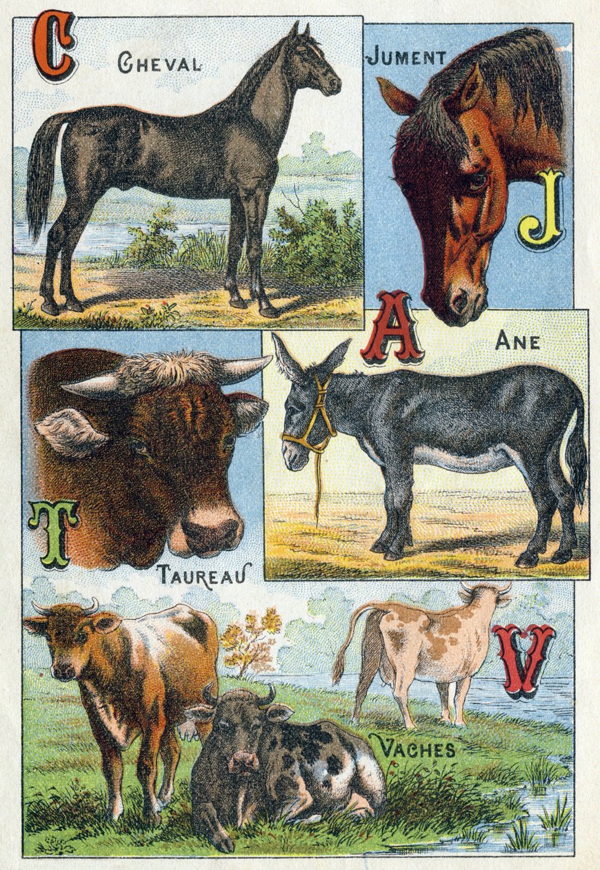 Plate 1: Horse, Mare, Taurus, Donkey, Cows. Engraving in “Syllabary alphabet of domestic animals and farmyard". Serie A. Pellerin et Cie, printers-publishers, Epinal, late 19th century. Chromolithographs . Dim: 19.5 x 13.5 cm 作者 法语学校