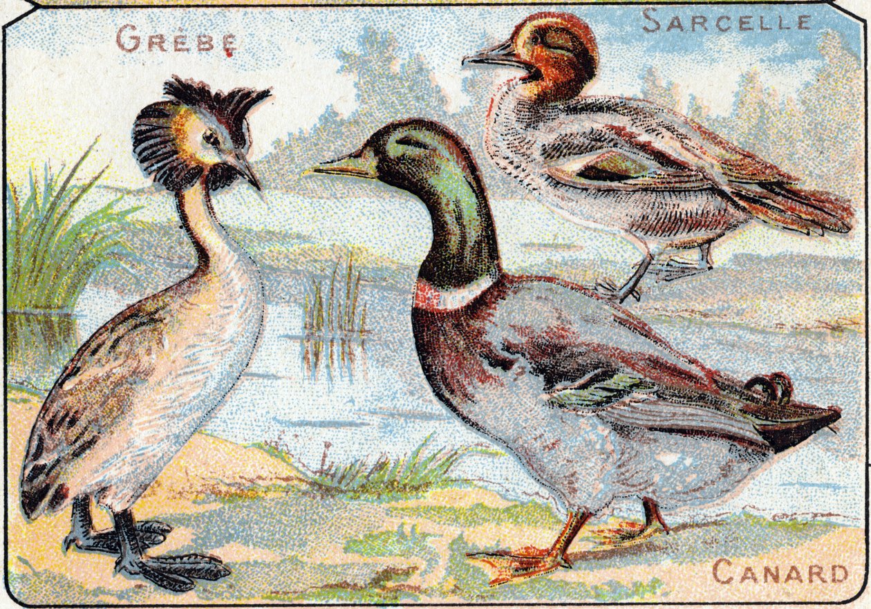 板块 2：Grebe、Teal、Duck。 雕刻在“鸟类和爬行动物的音节字母表”中。 Serie A. Pellerin et Cie，印刷出版商，Epinal，19 世纪后期。 色谱图。 包含音节和图像伴奏的 8 页小广告册 作者 法语学校