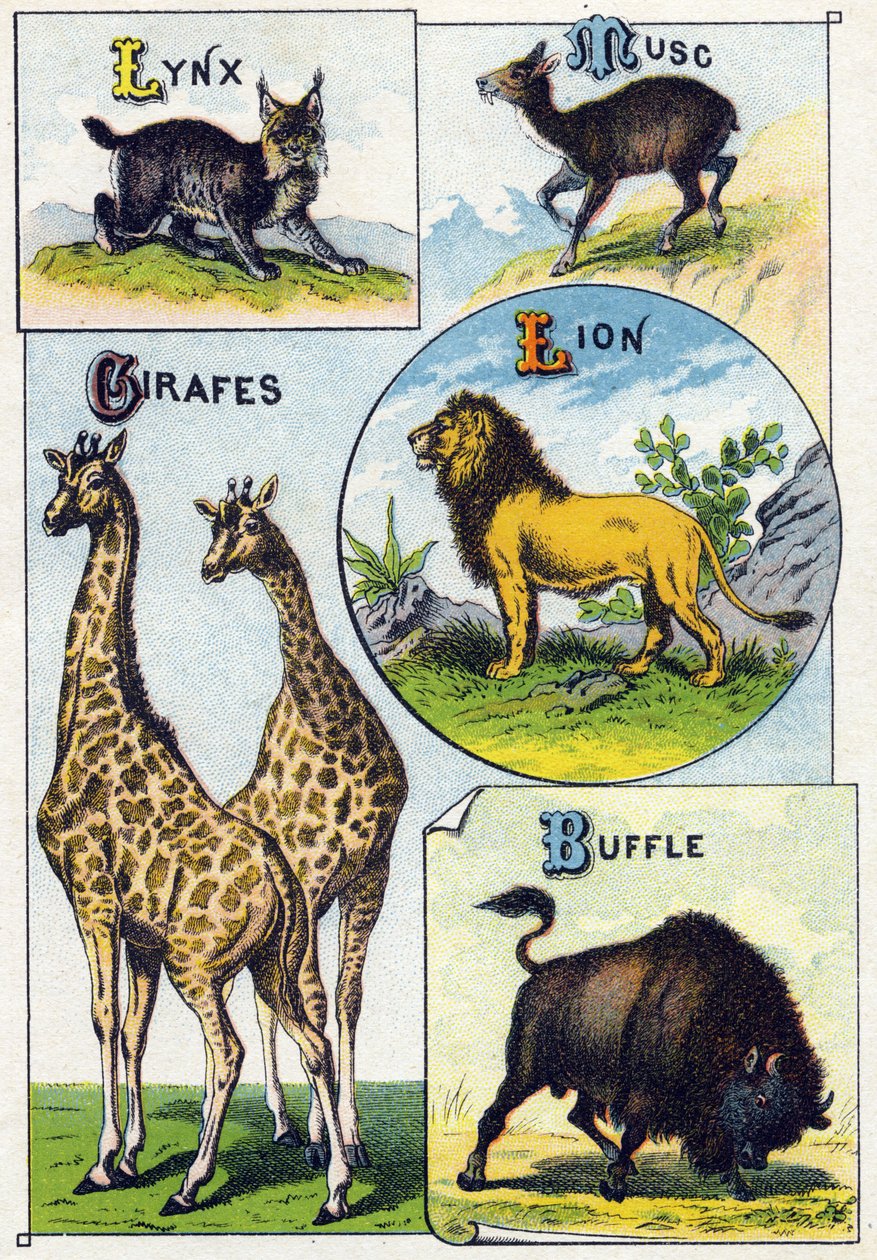 Plate 3: Lynx, Musk, Giraffes, Lion, Buffalo. Engraving in "Syllabary alphabet of wild animals"”. Serie A. Pellerin et Cie, printers-publishers, Epinal, late 19th century. Chromolithographs . Small 8-page advertising album containing a syllabary and an ima 作者 法语学校