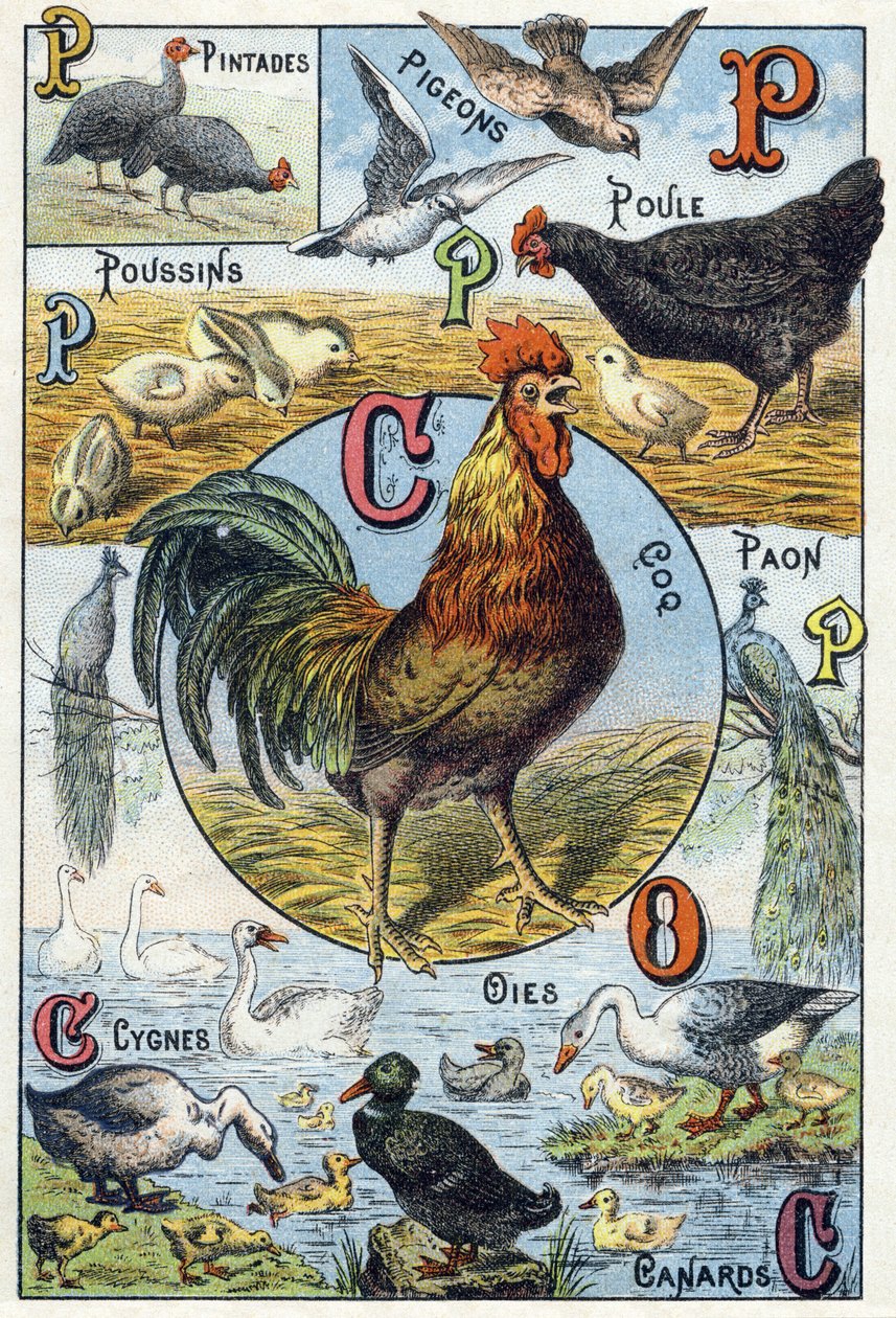 Plate 3: guinea fowls, pigeons, chicks, hen, rooster, peacock, swans, geese, ducks. Engraving in “Syllabary alphabet of domestic animals and farmyard". Serie A. Pellerin et Cie, printers-publishers, Epinal, late 19th century. Chromolithographs . Dim: 19.5  作者 法语学校