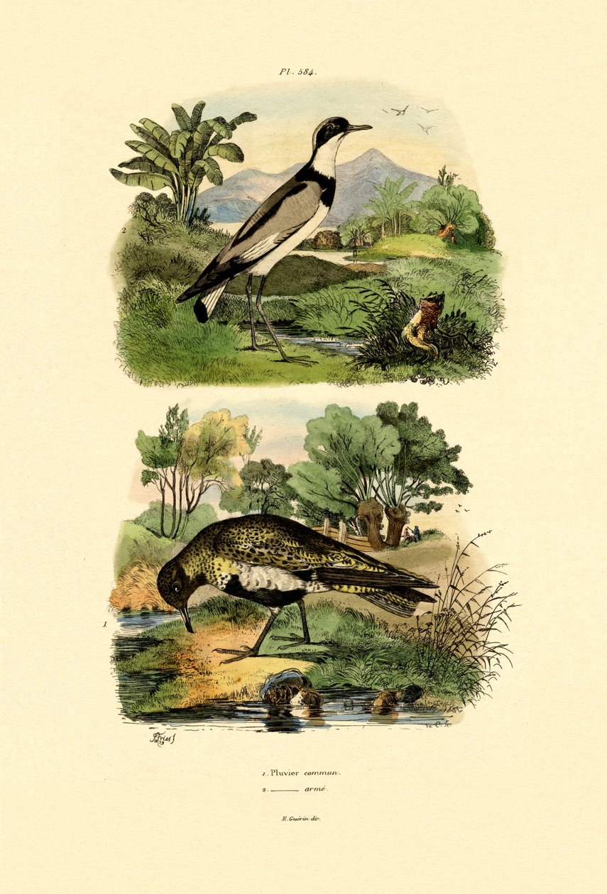 P，1833-39 作者 法语学校