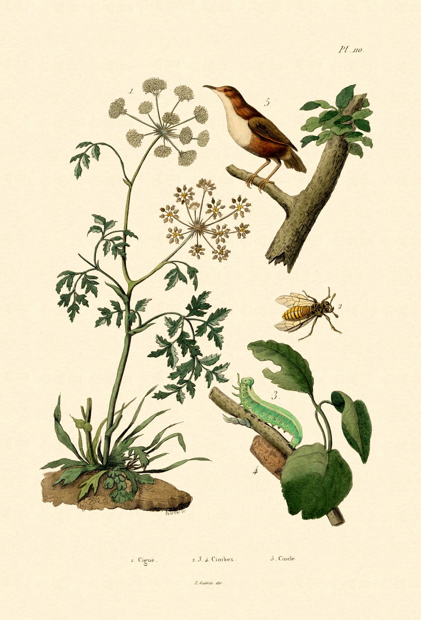 Poison Hemlock，1833-39 作者 法语学校